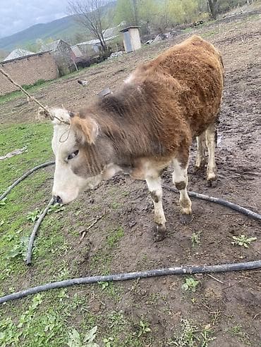 телка карова: Продаю | Музоо, торпок | Монбельярд | Для молока — 1