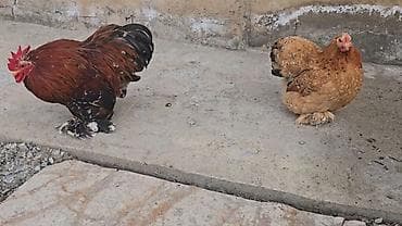 продаю лошать: Парселян кохинхин карлик 1+1 сатылат — 10