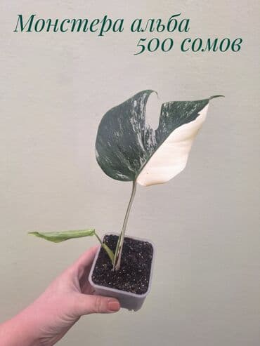 сколько стоит аквариум для рыбок: ● Комнатные растения (укоренённые черенки, молодые растения, взрослые — 3