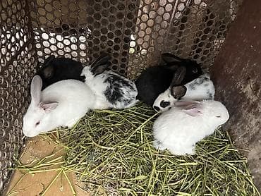 хомяки цена: Продаю | Крольчиха (самка), Кролик самец, Крольчата — 4