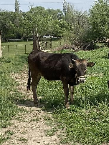 меренос бараны: Продаю | Корова (самка) | Полукровка | Для разведения | Стельные — 8
