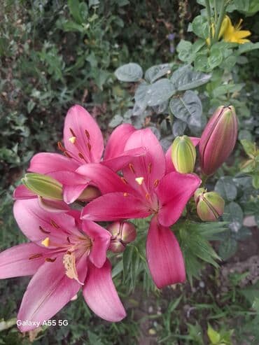 набор кулючи: Продаю луковицы лилии . Цвета разные — 2