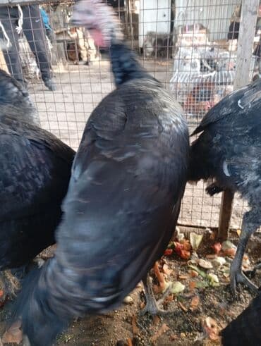 домашние птицы: Индюки и индюшки.3самки прошлый год — 11