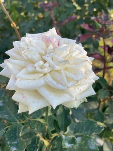 продажа домов шопоков: Дача, 55 м², 5 комнат, Старый ремонт — 23