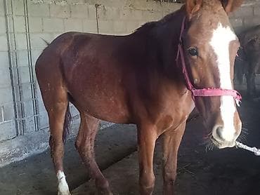 черная шотландская кошка: Продаю | Кобыла (самка) | Рабочий | Мерин — 2