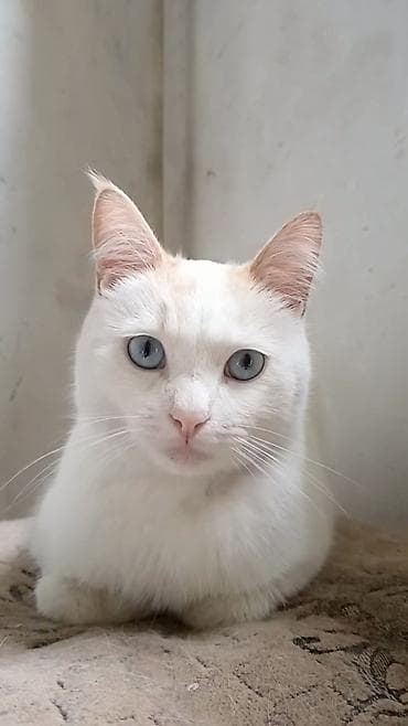 кошки джалал абад: 1 год, Мальчик, Кастрирована, Приучена к лотку, Проглистована — 2
