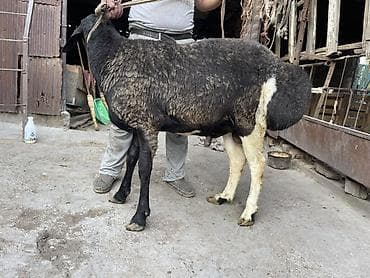 кролик фландер: Продаю | Баран (самец) — 4