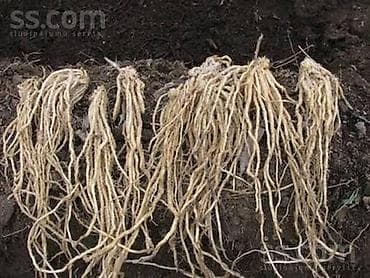 козий сыр: Спаржа. Саженцы спаржи. Спаржа корневища. Спаржа корни. Для — 2