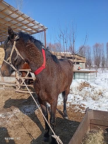 кукуруза беловодское: Продаю | Конь (самец) | Кара Жорго | Конный спорт | Племенные — 4
