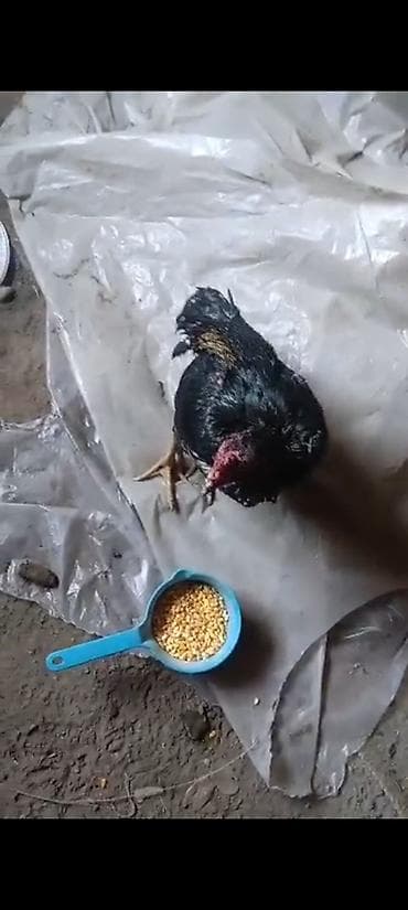 порода собак: Продаю | Петух | Для разведения — 1