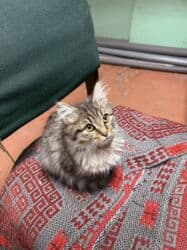 купить котенка сибирской породы: Кошка даром: Сибирская, 3 месяца, Девочка, Приучена к лотку, Проглистована — 3