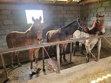 продам корову: Байланган тайлар — 5