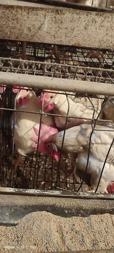 змеи живые: Продаю | Куры | Несушки — 5