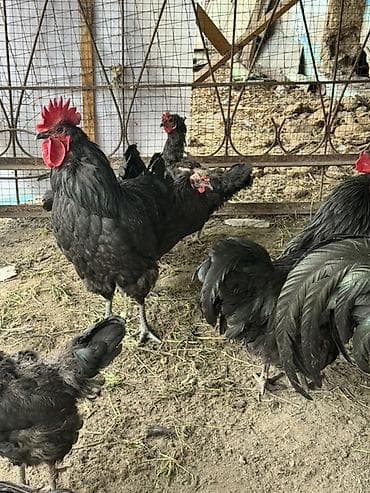 курица: Продаю | Куры | Домашняя | Для разведения — 2
