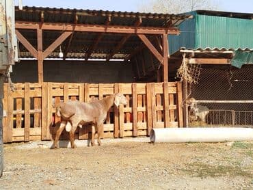 Продаю | Баран (самец) | Для разведения | Племенные