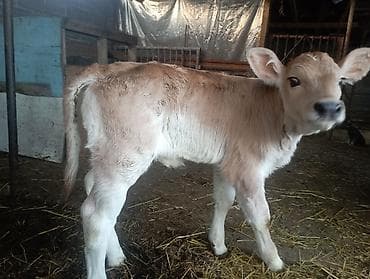 Собаки: Продаю | Музоо, торпок | На откорм | Искусственник — 7