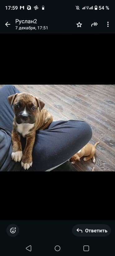 продаю охотничий собаку дратхар: Щенки немецкого боксера! порода собак для содержания только в доме — 1