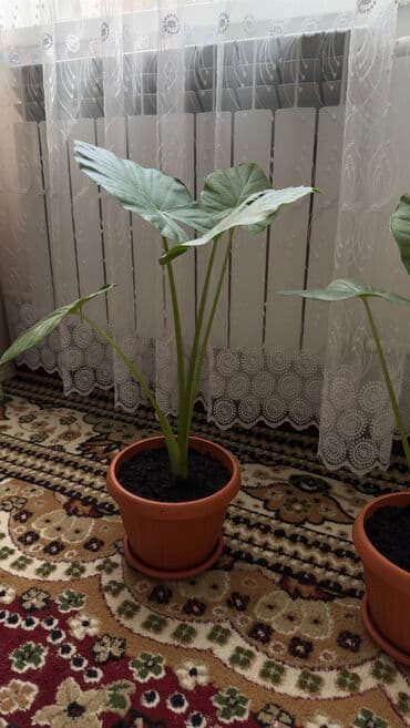 аихризон купить: Цветы Арум 1шт 1200сом — 4