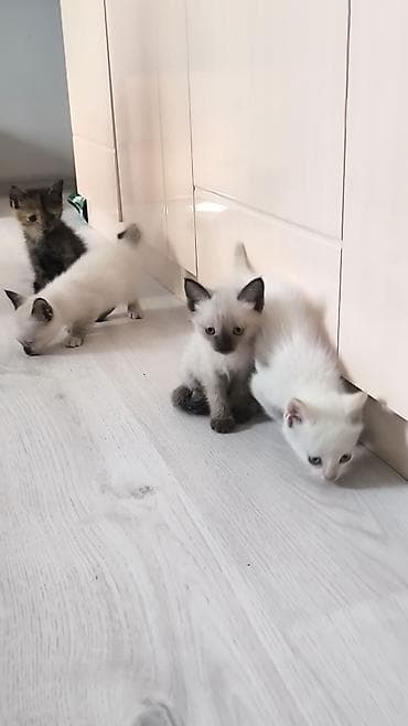 котята ош: Тайская, 1 месяц, Мальчик — 8