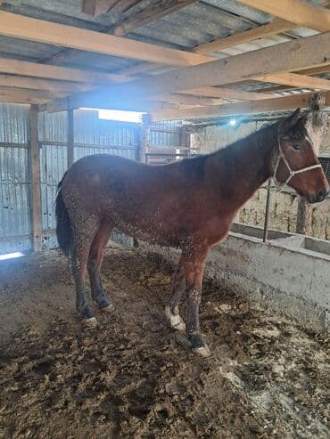 купить курицу домашнюю: Продаю | Кобыла (самка) | Для разведения — 3