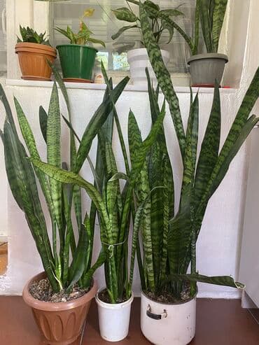 облепиха саженцы: Сансевие́рия 
Высота 70см — 3