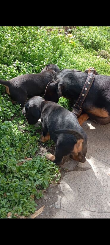 купить собаку в бишкеке: Такса, 2 месяца, Самец, С родословной — 9