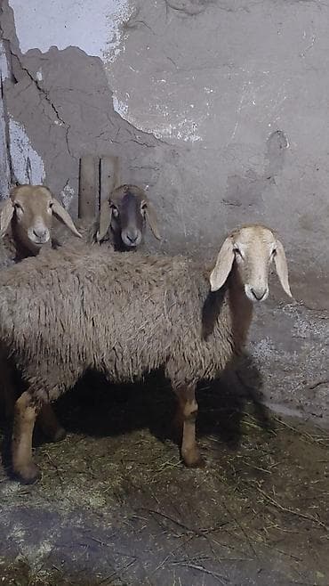 карова кара балта: Продаю | Овца (самка), Ягненок | Арашан | Для разведения — 5