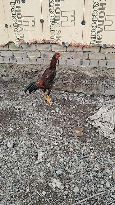 продаю петухов: Продаю | Петух | Бойцовая | Для разведения — 6