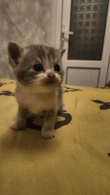 мейкун кошка: Котёнок, окрас серо-белый с кремовыми отметинами (триколор/черепаховый — 2
