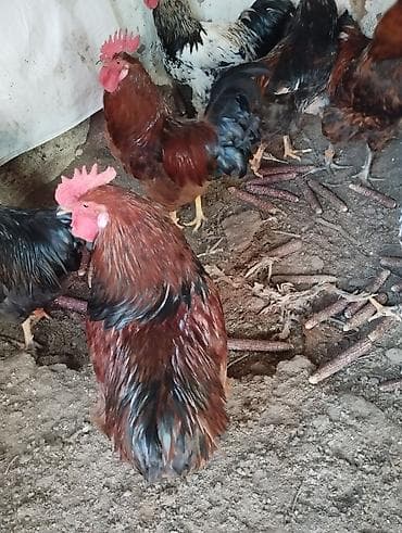 Ветеринар кызматы: Продаются Петухи Один 1000 сом — 3