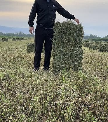 Другие животные: Сено в тюках, чистый клевер, первый укос 2025-го года — 1