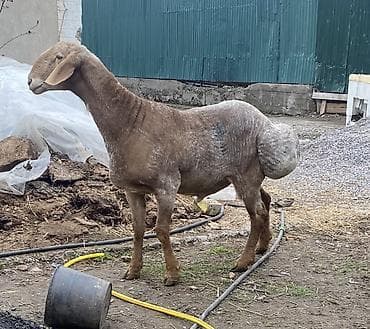 ат жабу: Сатам | Кочкор (эркек) | Арашан | Көбөйтүү үчүн | Жасалма жол менен боозутуу — 3