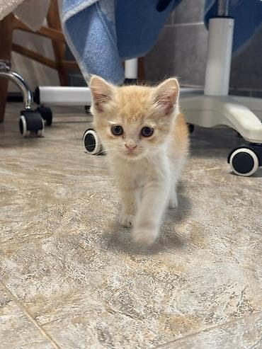 манчкин котенок: ОТДАМ В ДОБРЫЕ РУКИ! Только ответственным людям в хорошие условия! — 9