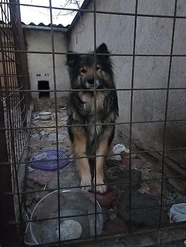 продаю щенков немецкой овчарки: Продаю собаку возраст 3 года торг есть . Крупная доброе длинношерстный — 3