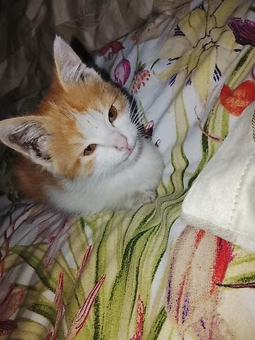 бенгальская кошка цена: Пушистый котёнок, домашний компаньон. - Окрас: рыжий с белым, розовый — 2