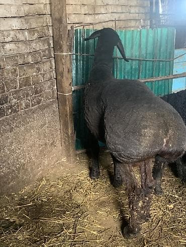 Продаю | Баран (самец) | Для разведения | Племенные