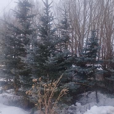 несушки куры: Ель голубая (Picea pungens, «колючая ель») — декоративные хвойные — 1