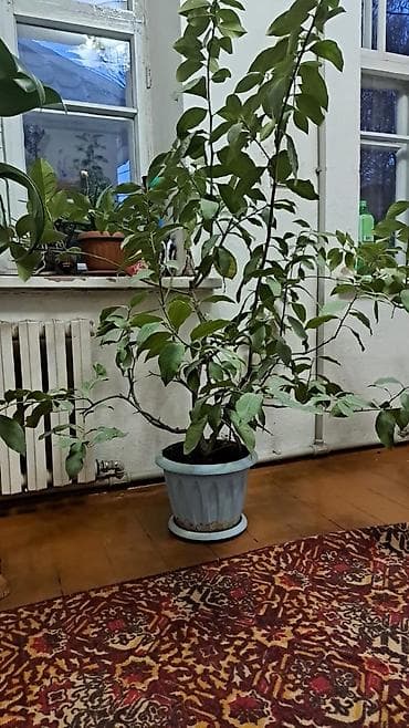 Лимондор: Продаю два лимонных дерева
Возраст 5 лет
Сорт юбилейный — 2