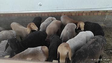 Продаю | Овца (самка) | На забой