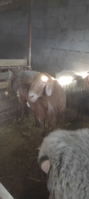 продажа щенков немецкой овчарки с документами в бишкеке: Продаю | Баран (самец) | Эдильбаевская | Для разведения | Осеменитель — 3