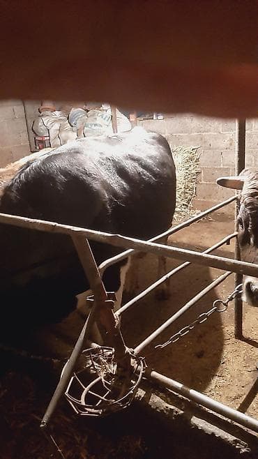 грут: Продаю | Корова (самка) | На откорм | Привязанные — 3