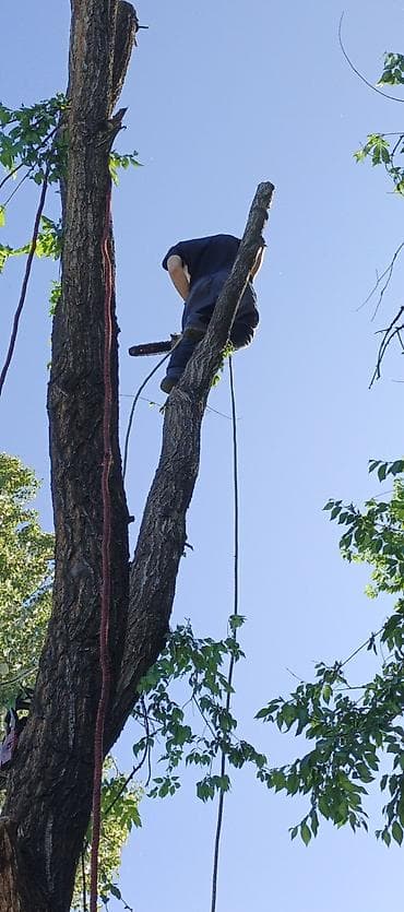 универсальный набор инструментов для дома: Профессиональная обрезка и спил деревьев альпинистом - Спил аварийных — 5