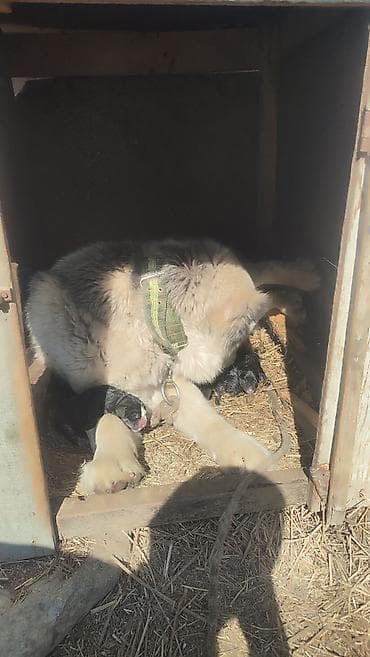 шатландский кошка: Щенки от крупной сторожевой собаки Предлагаются щенки от мощной — 3