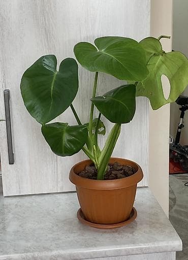 монстеры: Монстера делициоза (Monstera deliciosa) в пластиковом горшке с — 1