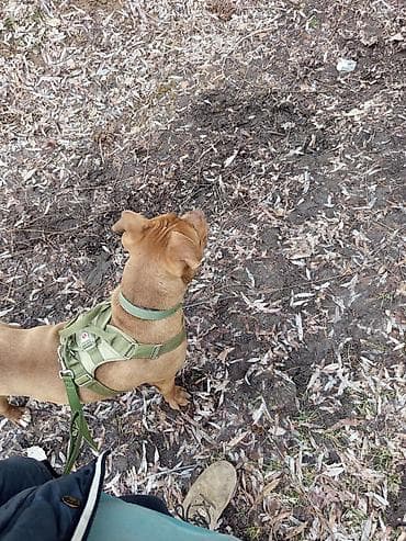 ветеринарные препараты: Продаю в добрые руки — 7