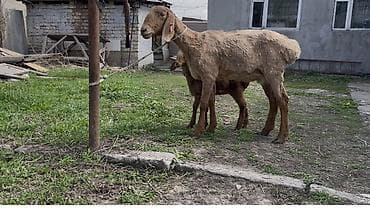 Продаю | Овца (самка) | Романовская | Для разведения | Матка — 1