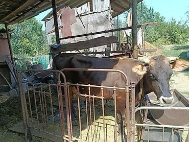 Продаю | Корова (самка) | Для молока | Привязанные