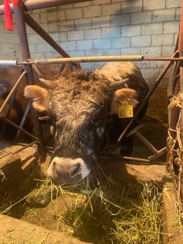 Иттер: Сатам | Бука (эркек) | Алатоолук | Бордоп семиртүү үчүн — 3