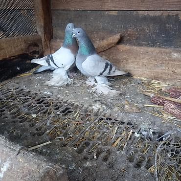 3д сетка: Продаётся пара удышэй 3000 окончательно — 2