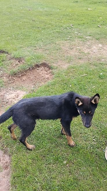 rocky boxer цена: Собака 3нидели парода:неметская афчарка — 2